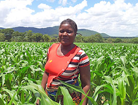 Zambia woman farmer in field of maize